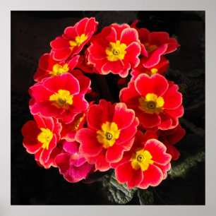Röd primula under våren poster