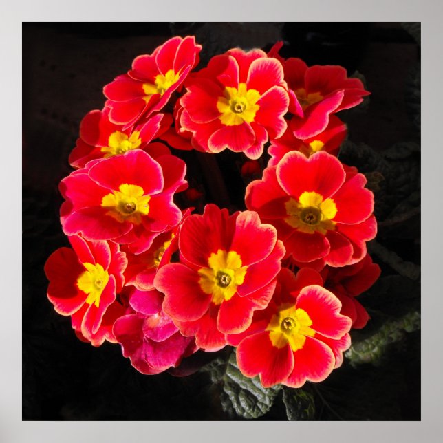 Röd primula under våren poster (Framsidan)