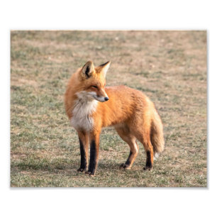 röd räv 10x8 i ett fält fototryck