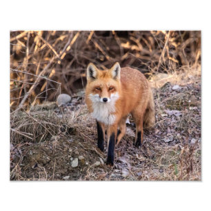 röd räv 14x11 upp nära och personligt fototryck