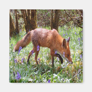 Röd Räv Blåklocka Skogsmark Naturälskare Present K Magnet
