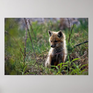 Röd räv för baby poster