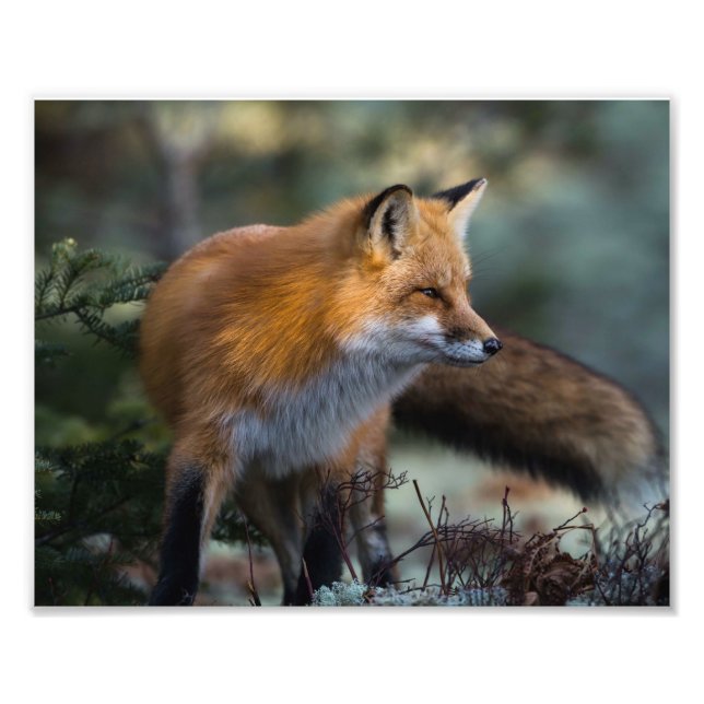 Röd Räv Fototryck (Framsidan)