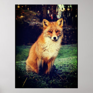 Röd räv i en skog poster
