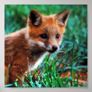 Röd räv i naturlig livsmiljö poster