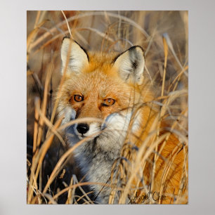 Röd räv i Ogräs Poster