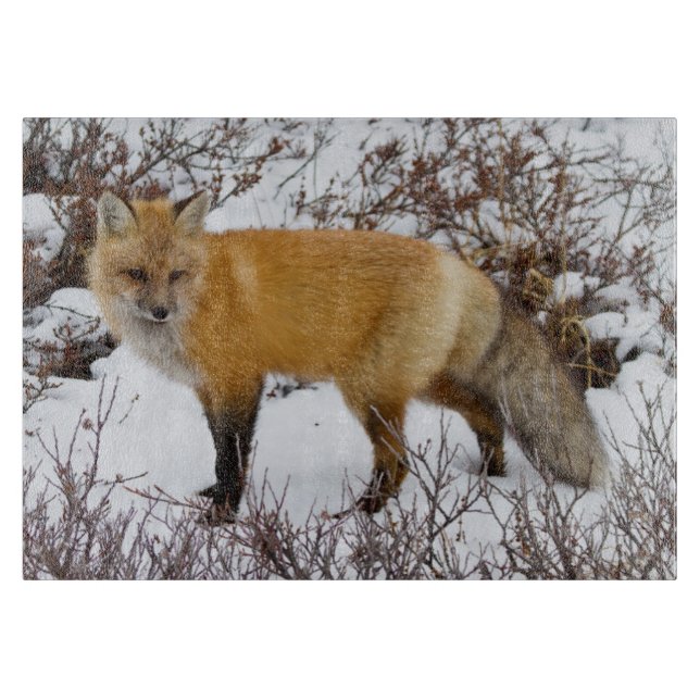 Röd räv i snö på vintern (Framsidan)