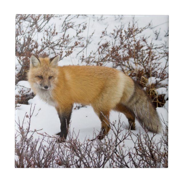 Röd räv i snö på vintern kakelplatta (Framsidan)