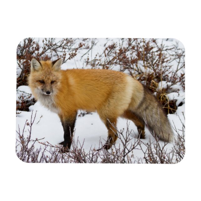Röd räv i snö på vintern magnet (Horisontell)
