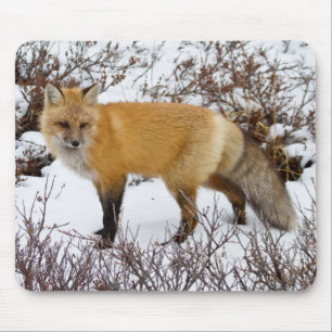 Röd räv i snö på vintern musmatta