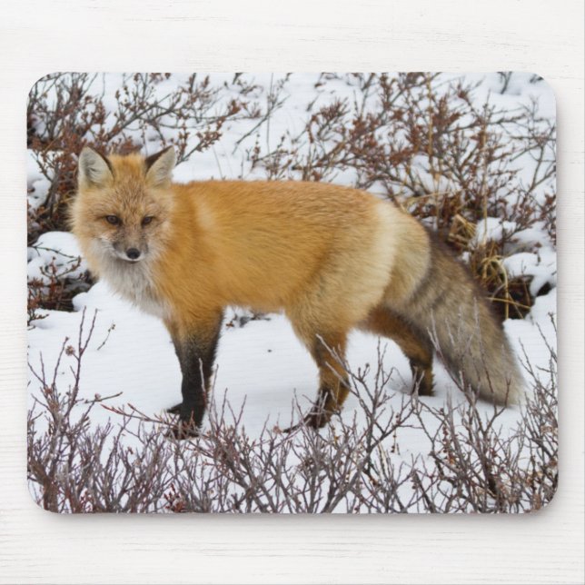 Röd räv i snö på vintern musmatta (Framsidan)