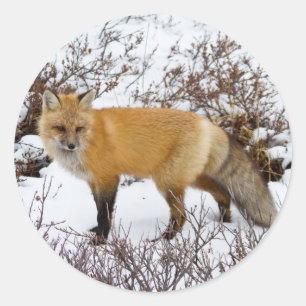 Röd räv i snö på vintern runt klistermärke