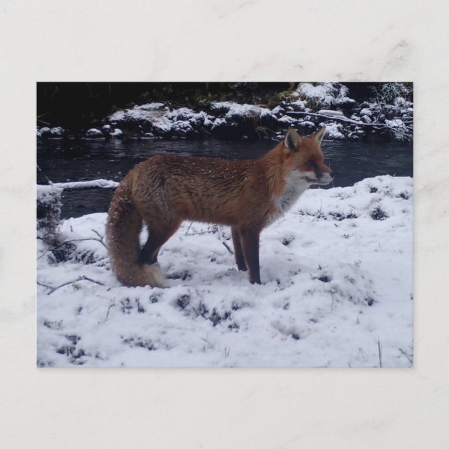 Röd Räv I Snö Vinter Vilda Djur Natur Vykort (Framsida)