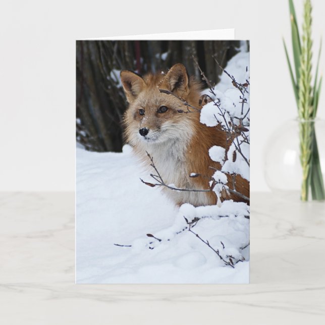 Röd räv i snön kort (Framsida)