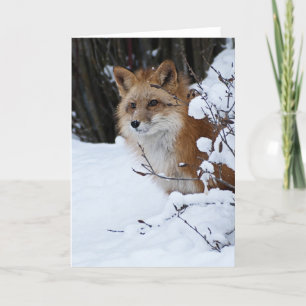 Röd räv i snön kort