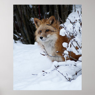Röd räv i snön poster