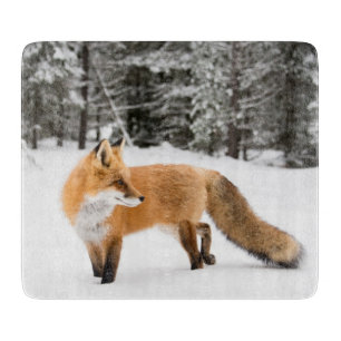 Röd räv i vit Snö
