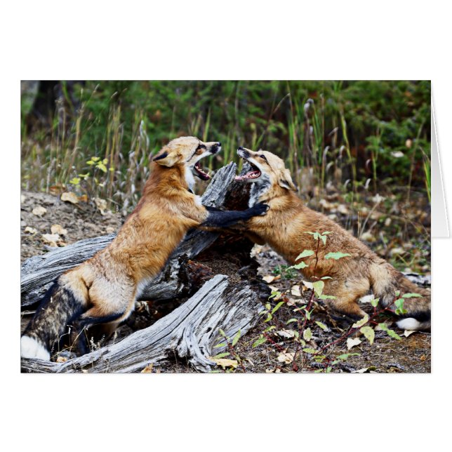 Röd räv - Kamp Hälsningskort (Framsidan Horizontal)