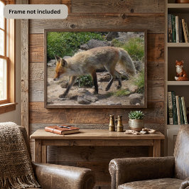 Röd Räv på en Stenig Stig - Vildlivsfotografering Poster