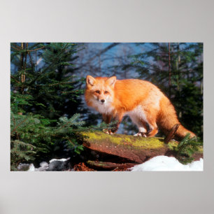 Röd Räv på en stock Poster