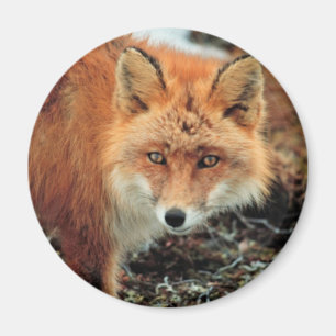 Röd räv på udd Newenham Magnet