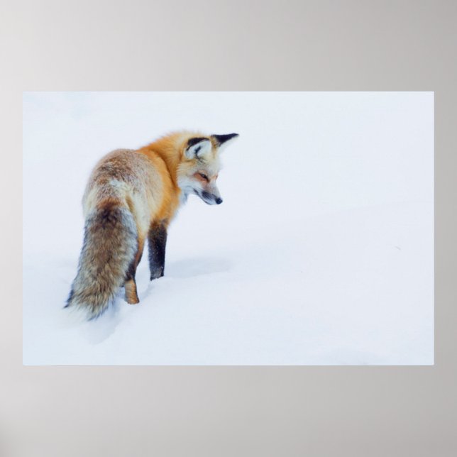Röd räv på vinter poster (Framsidan)