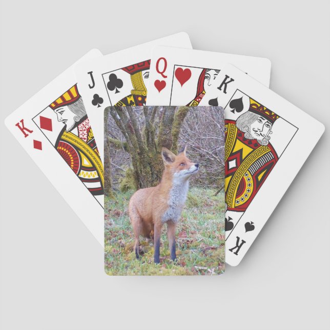 Röd Räv Ser Uppåt Uttryck Skogsmark Vilda Djur Casinokort (Baksidan)