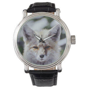 Röd räv sittande på snöbank, Vulpes, Mt. Armbandsur