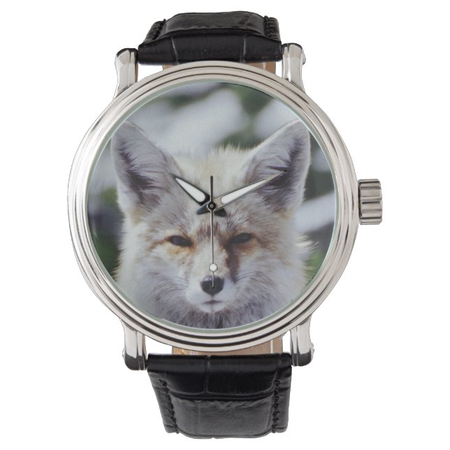 Röd räv sittande på snöbank, Vulpes, Mt. Armbandsur (Framsida)
