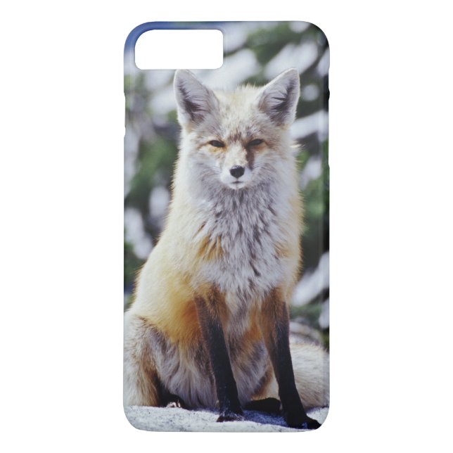Röd räv sittande på snöbank, Vulpes, Mt. Case-Mate iPhone Skal (Baksida)
