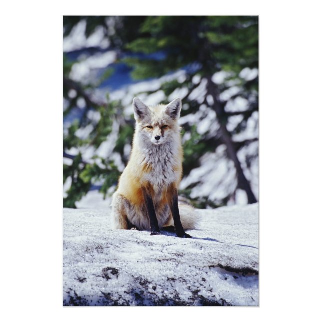 Röd räv sittande på snöbank, Vulpes, Mt. Fototryck (Framsidan)
