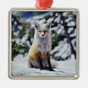 Röd räv sittande på snöbank, Vulpes, Mt. Julgransprydnad Metall