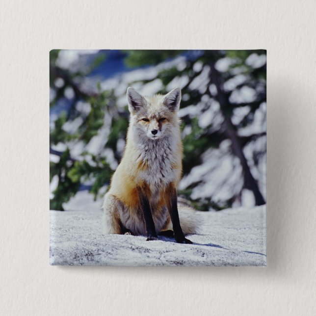 Röd räv sittande på snöbank, Vulpes, Mt. Knapp (Framsida)