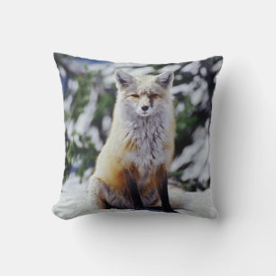 Röd räv sittande på snöbank, Vulpes, Mt. Kudde