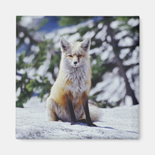 Röd räv sittande på snöbank, Vulpes, Mt. Magnet