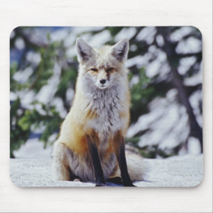 Röd räv sittande på snöbank, Vulpes, Mt. Musmatta