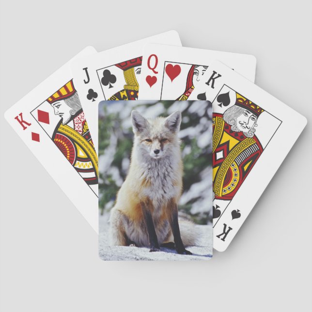 Röd räv sittande på snöbank, Vulpes, Mt. Spel Kort (Baksidan)