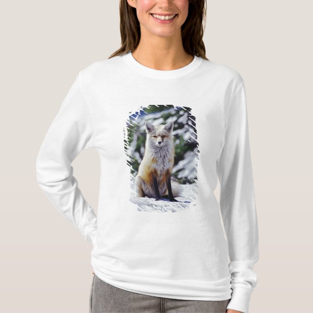 Röd räv sittande på snöbank, Vulpes, Mt. Tee (Framsida)