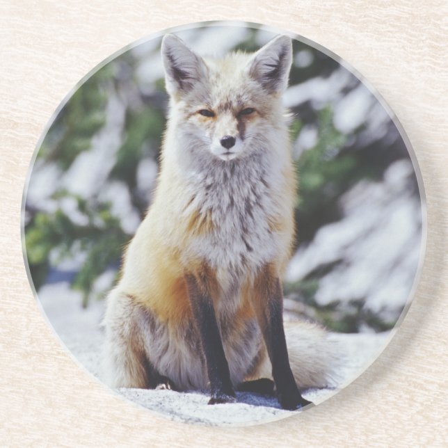 Röd räv sittande på snöbank, Vulpes, Mt. Underlägg Sandsten (Framsidan)