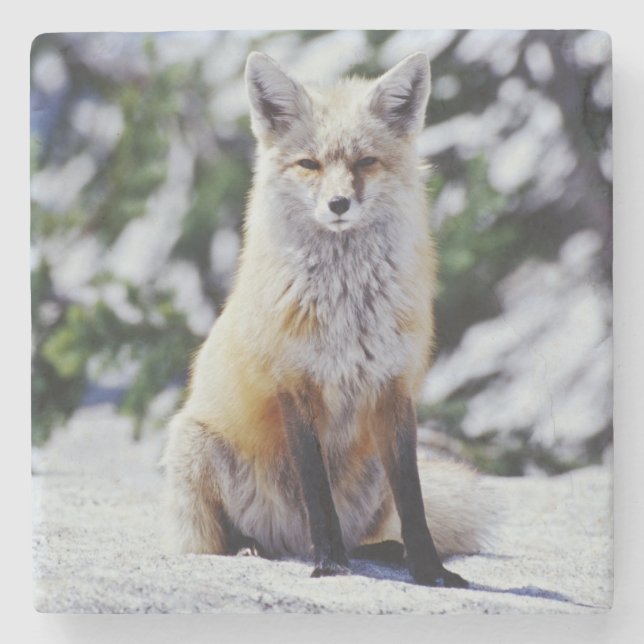 Röd räv sittande på snöbank, Vulpes, Mt. Underlägg Sten (Framsidan)