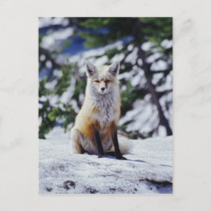 Röd räv sittande på snöbank, Vulpes, Mt. Vykort