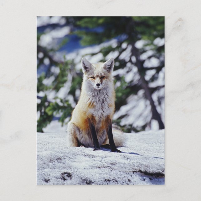 Röd räv sittande på snöbank, Vulpes, Mt. Vykort (Framsida)