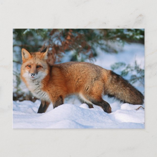 Röd Räv | Snö på vintern, Montana Vykort (Framsida)