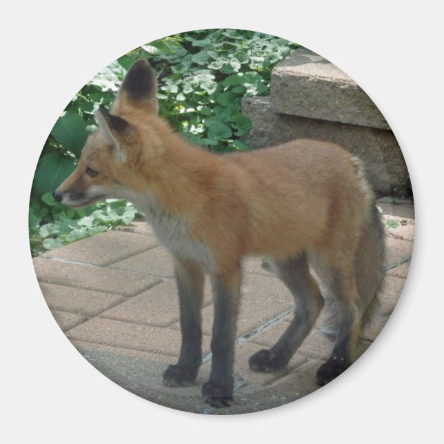 Röd räv Stående Magnet (Framsidan)