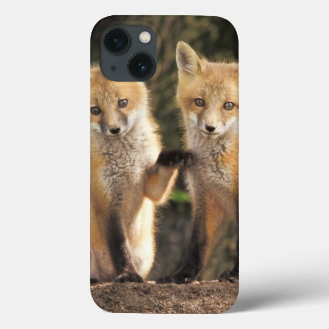 Röd räv unge framför ly (Vulpes vulpes) (Baksida)