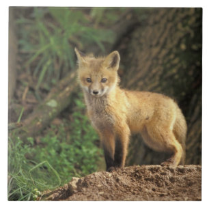 Röd räv unge framför ly (Vulpes vulpes) Kakelplatta