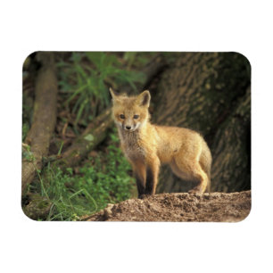 Röd räv unge framför ly (Vulpes vulpes) Magnet