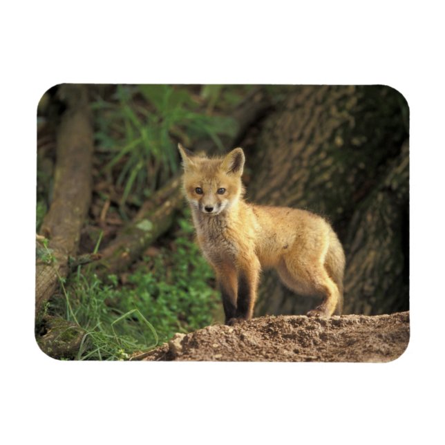 Röd räv unge framför ly (Vulpes vulpes) Magnet (Horisontell)