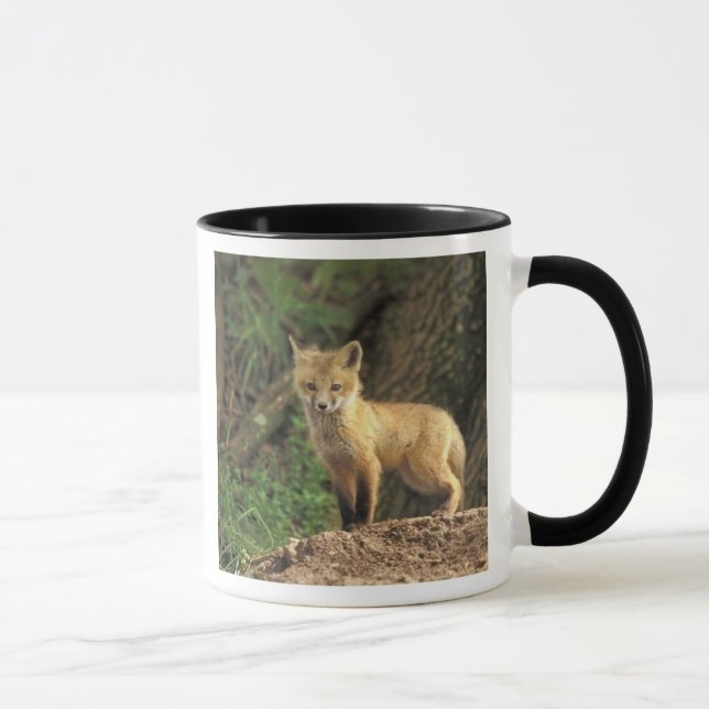 Röd räv unge framför ly (Vulpes vulpes) Mugg (Höger)