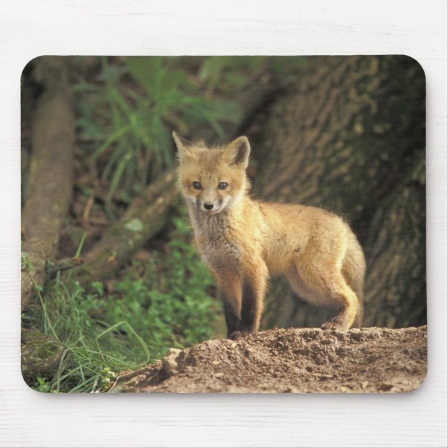 Röd räv unge framför ly (Vulpes vulpes) Musmatta (Framsidan)